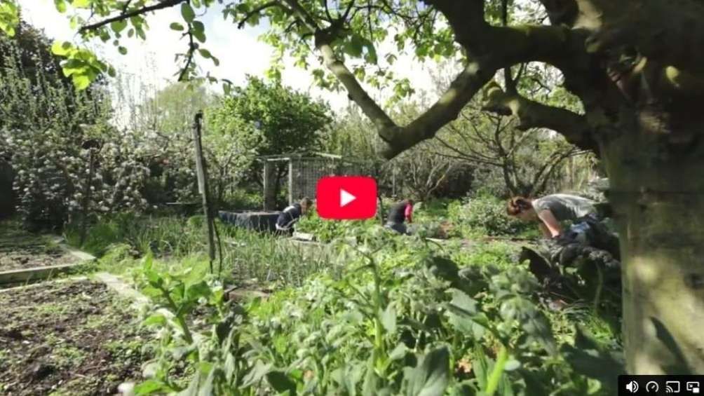 Play Video - Vimeo Video