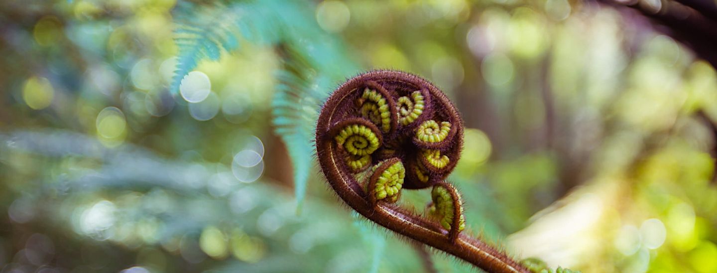 Koru fern
